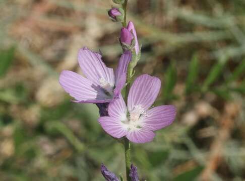 Image of Owens Valley sidalcea