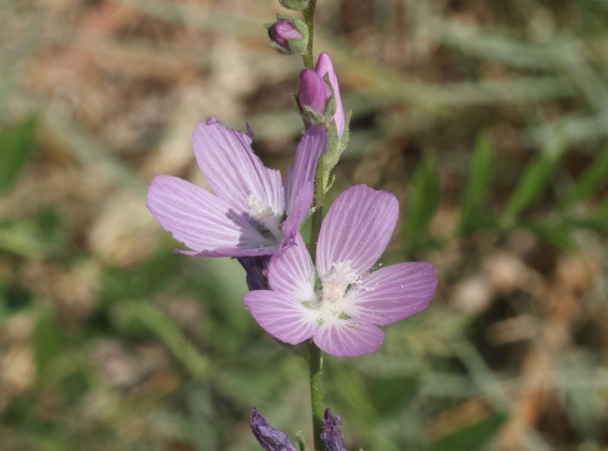 Image of Owens Valley sidalcea