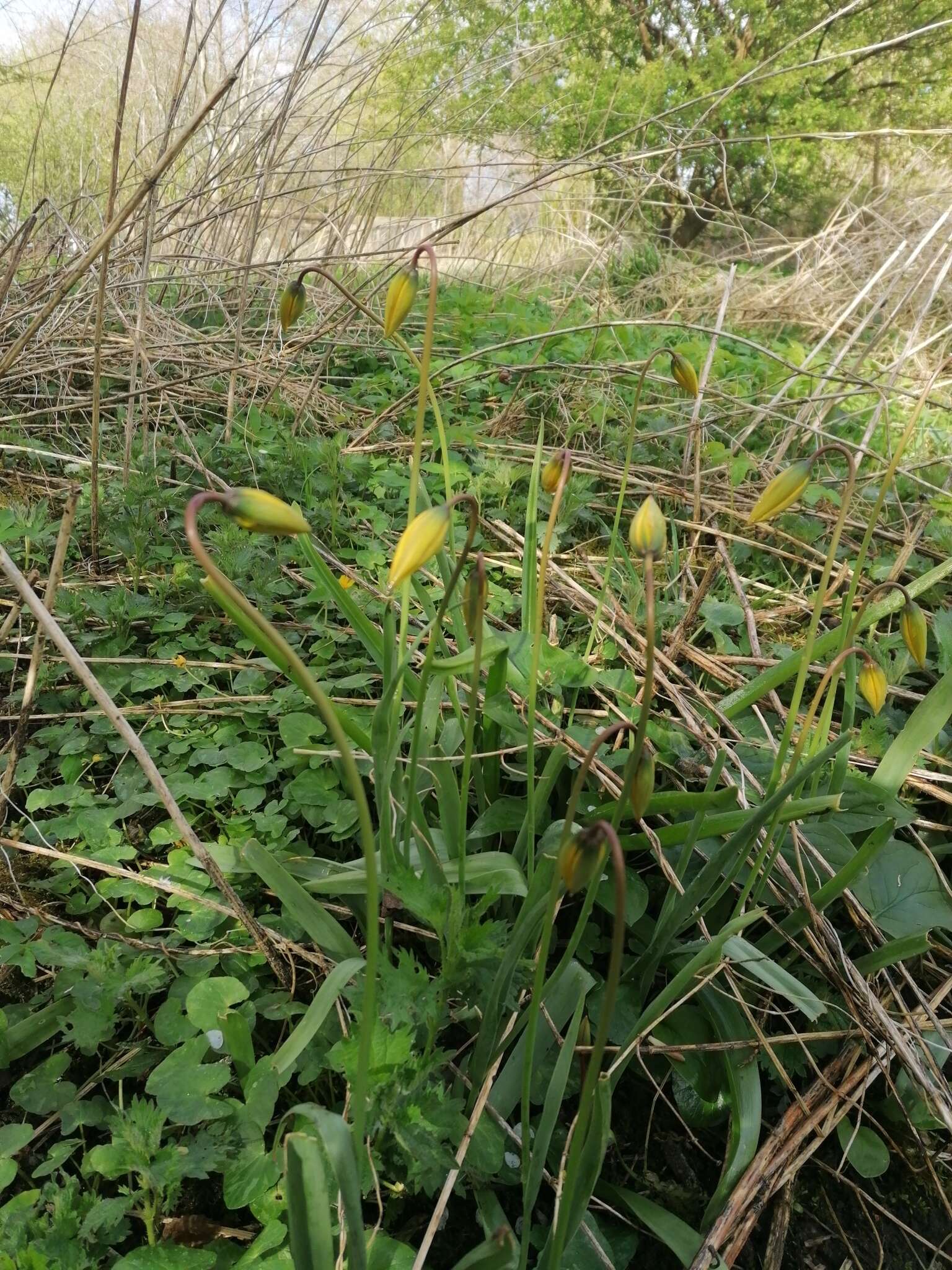 Image of Wild tulip