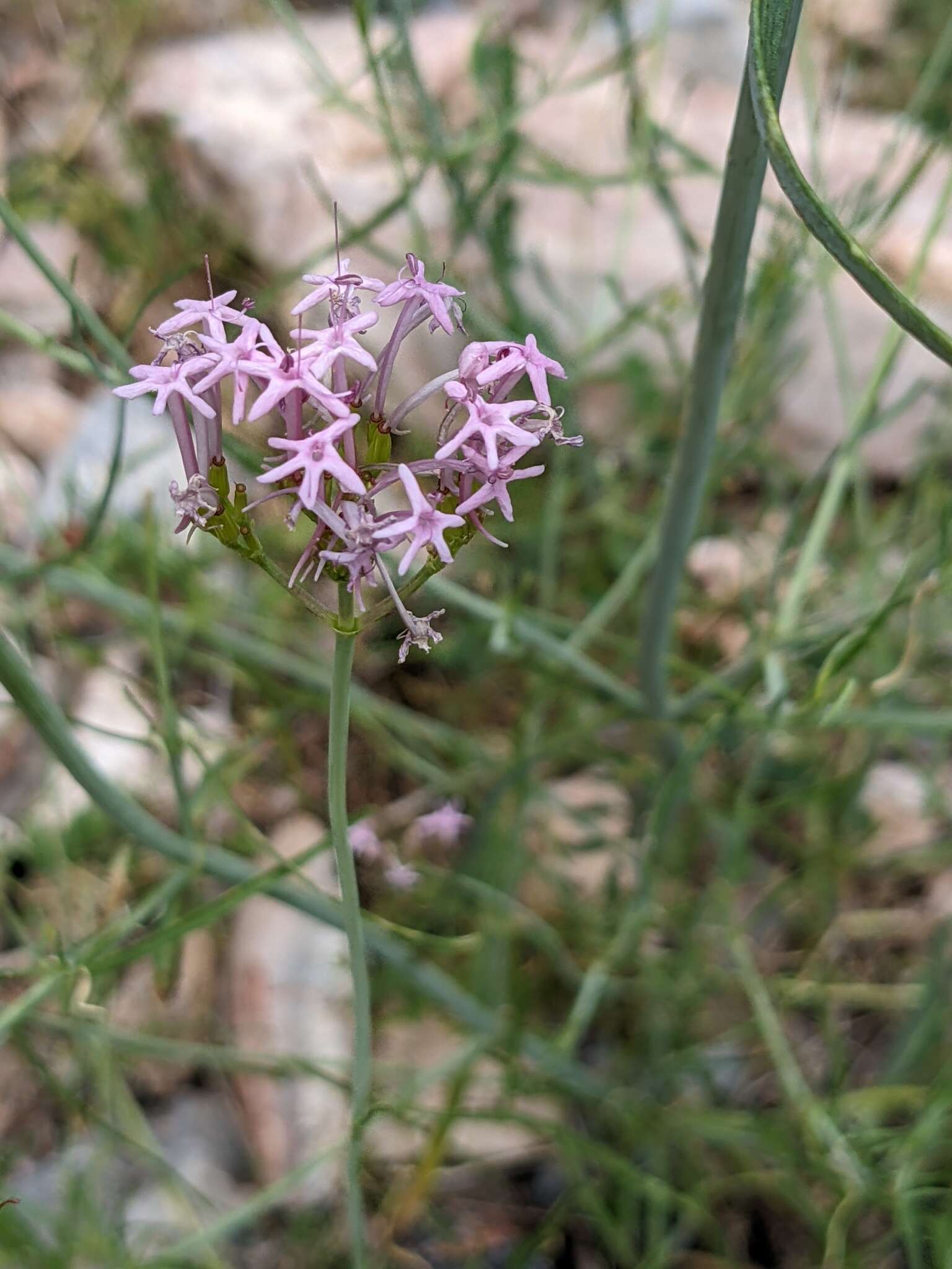 Image of Centranthus angustifolius (Miller) DC.