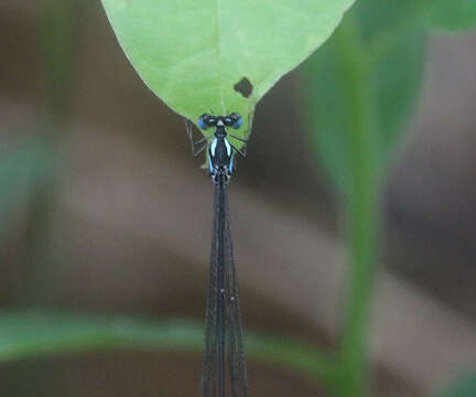 Image of Coeliccia loogali Fraser ex Laidlaw 1932