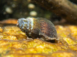 Image of Snail