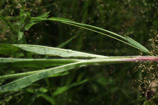 Image of Pilosella cymosa (L.) Sch. Bip., F. W. Schultz & Sch. Bip.