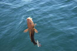 Image of Atlantic cod