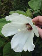 Imagem de Hibiscus moscheutos subsp. lasiocarpos (Cav.) O. J. Blanch.