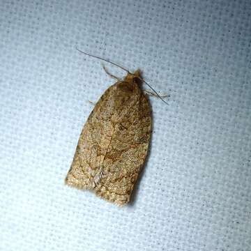 Image of summer fruit tortrix