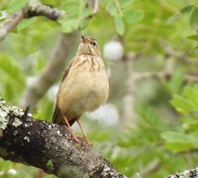 Image of Wood Pipit