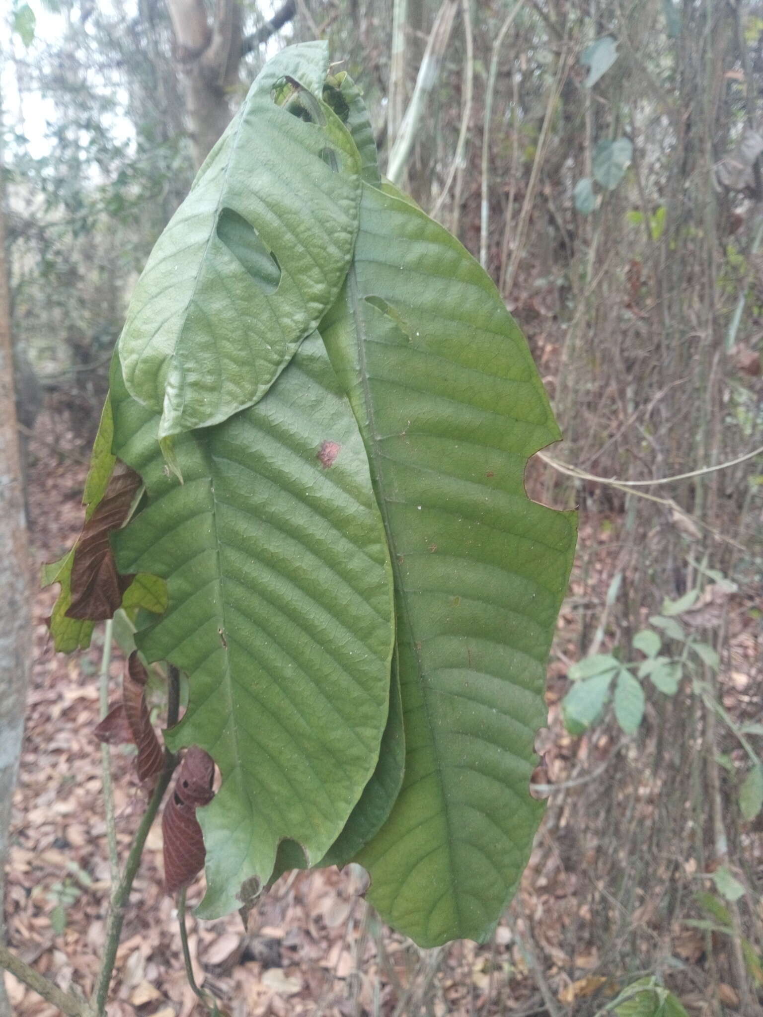 Image of Psychotria vogeliana Benth.