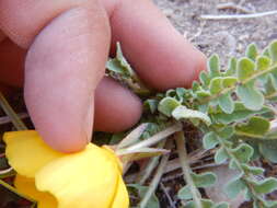 Imagem de Camissonia tanacetifolia subsp. tanacetifolia