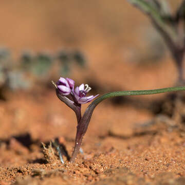 Image of Wurmbea dioica subsp. brevifolia R. J. Bates