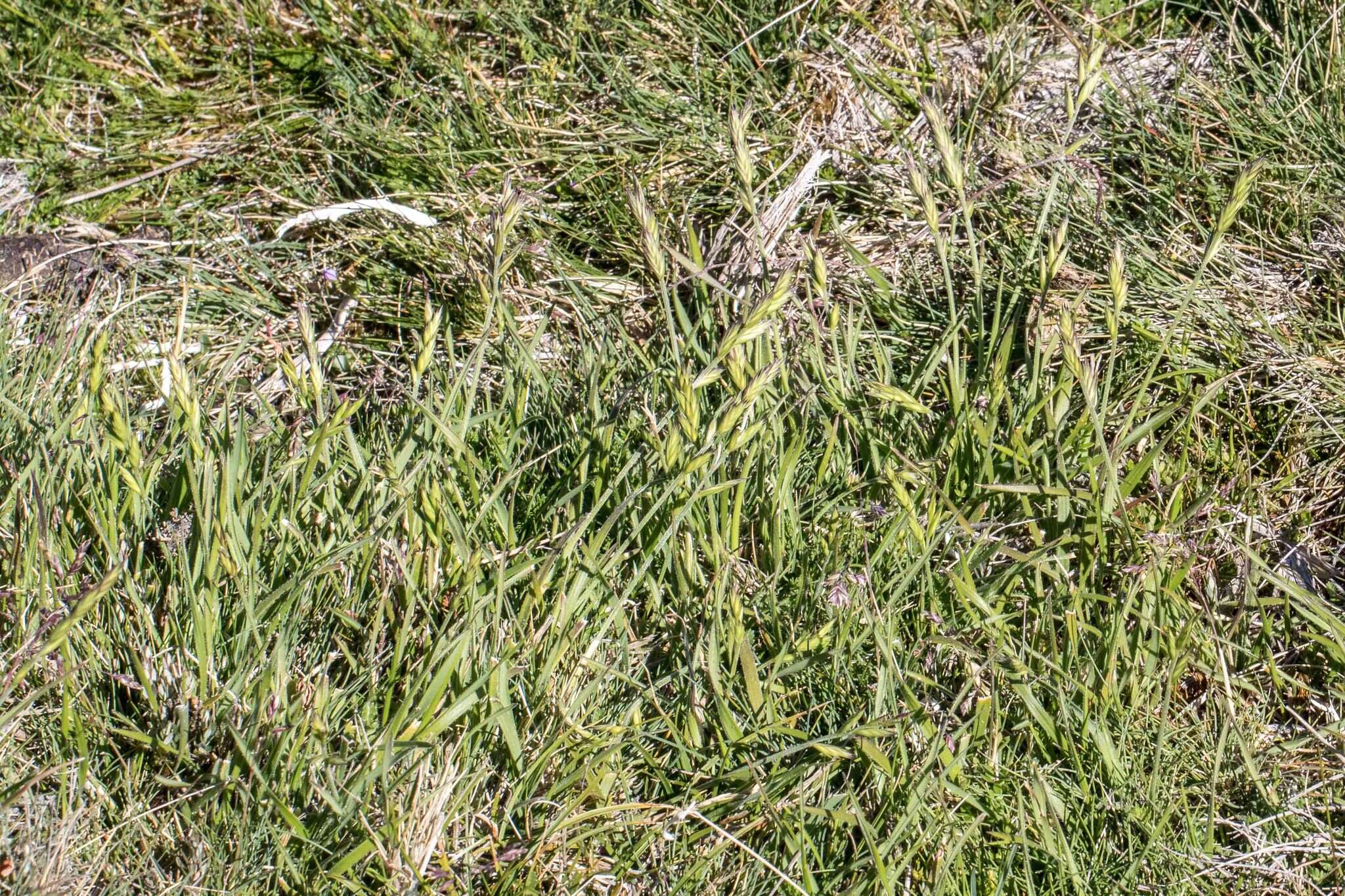 Sivun Australopyrum kuva