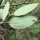 Image of Cinnamomum sulphuratum Nees