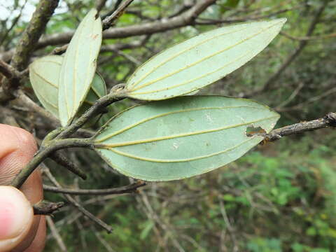 Cinnamomum sulphuratum Nees resmi