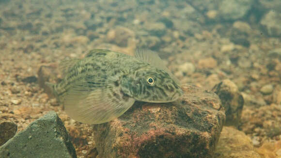 Image of loach gobies