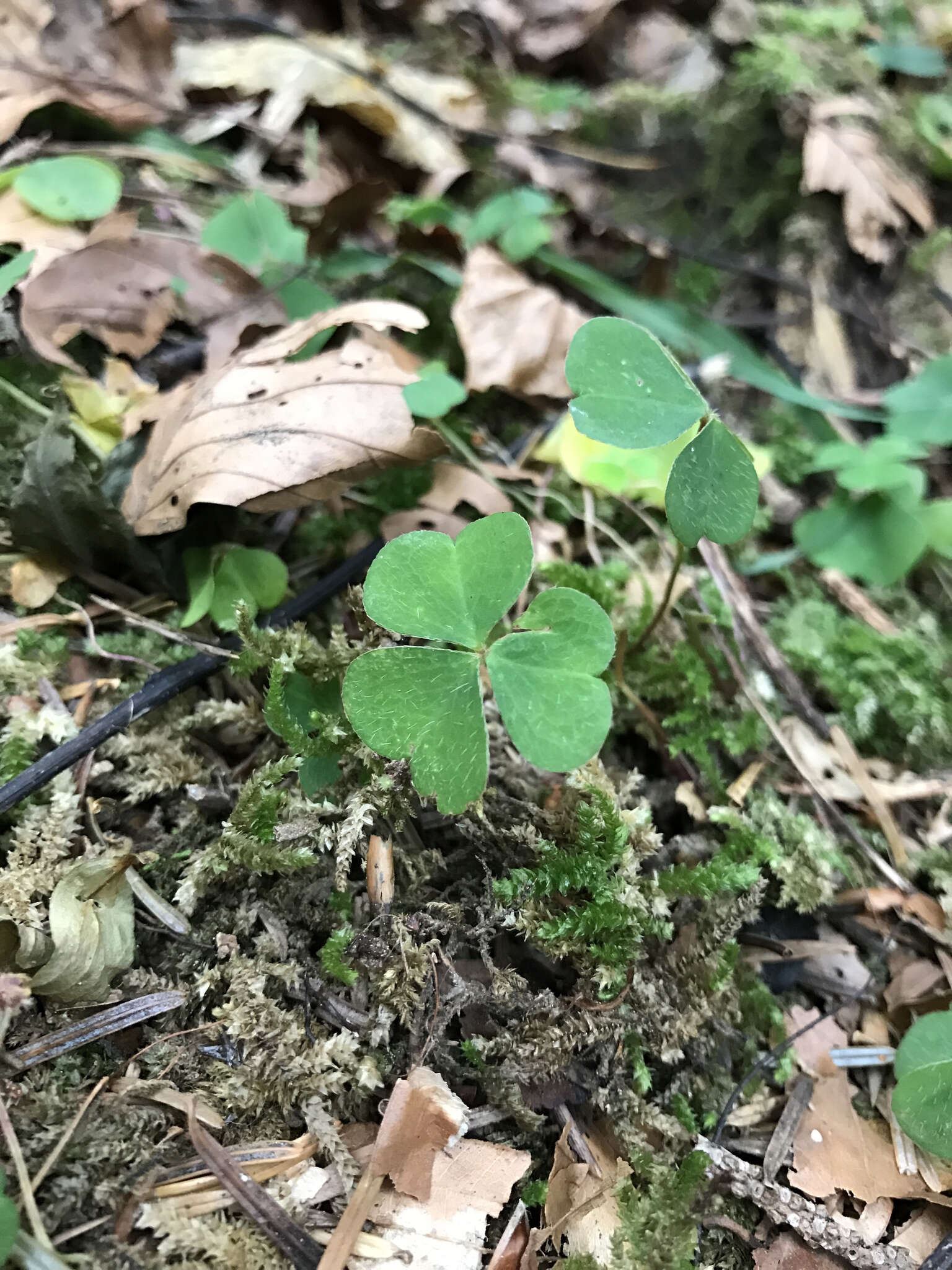 Imagem de Oxalis acetosella L.