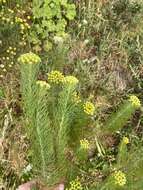 Image de Athanasia crithmifolia (L.) L.