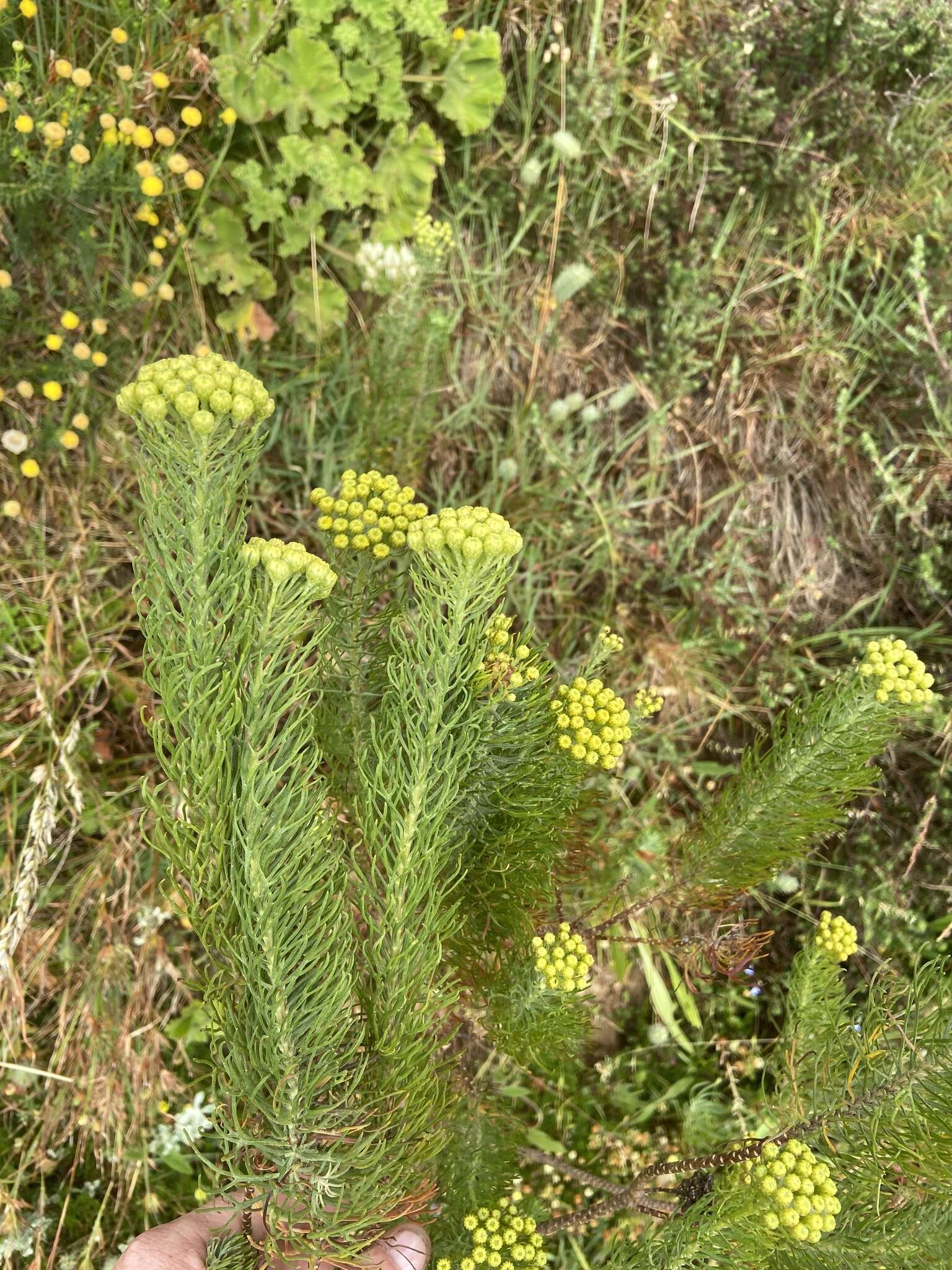 Image de Athanasia crithmifolia (L.) L.