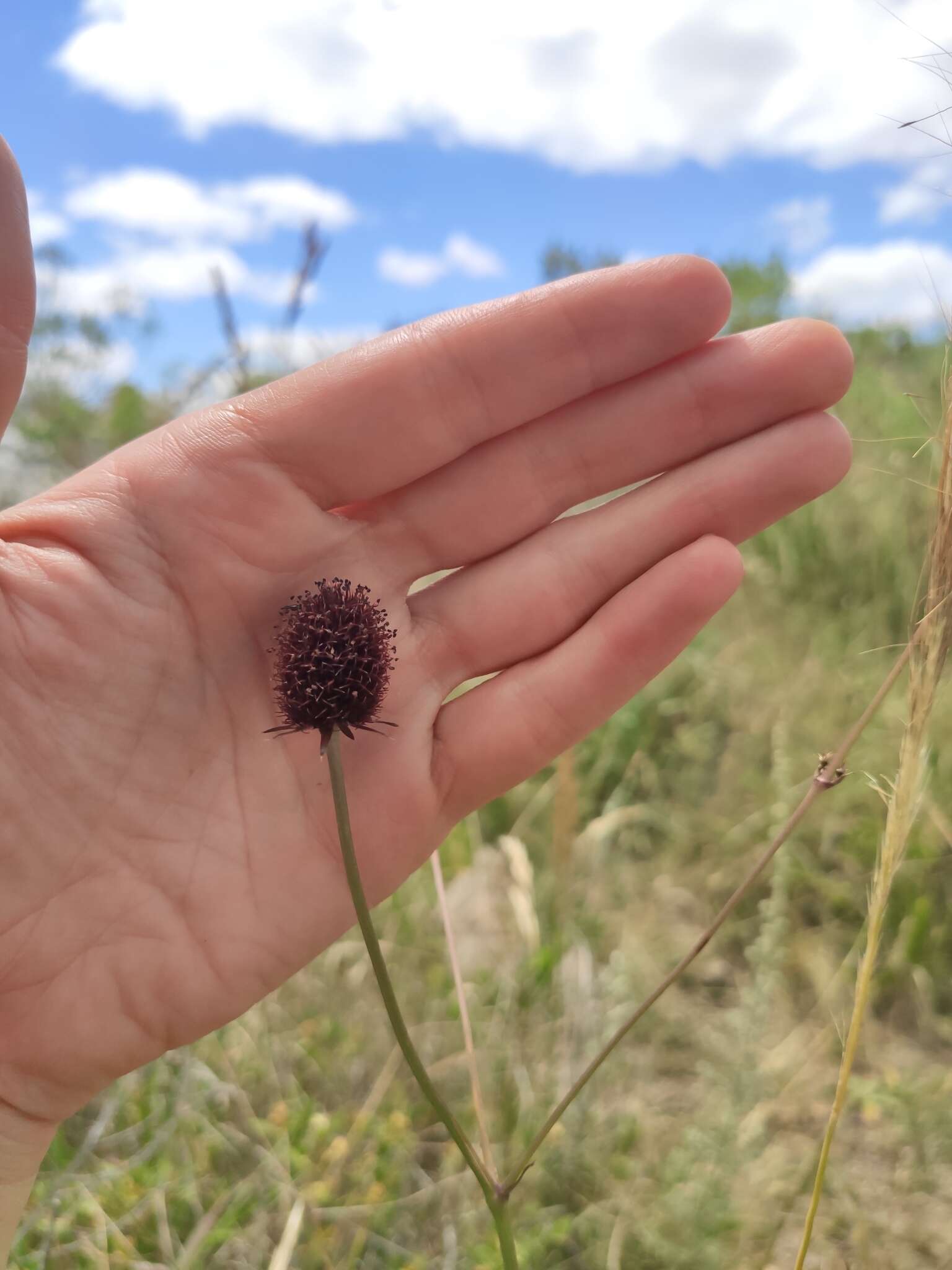 Image of Eryngium sanguisorba Cham. & Schltdl.