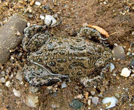 Image of Fire-bellied Toad