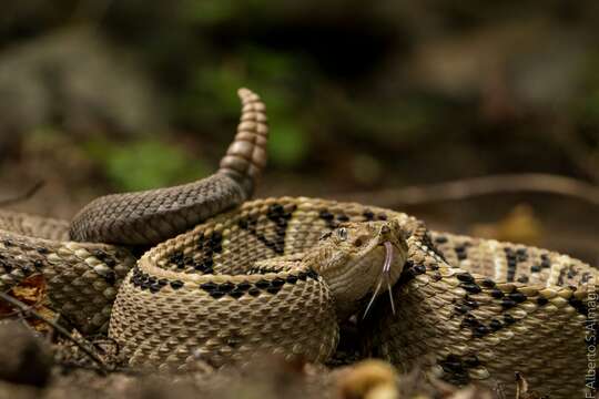 Crotalus culminatus Klauber 1952 resmi