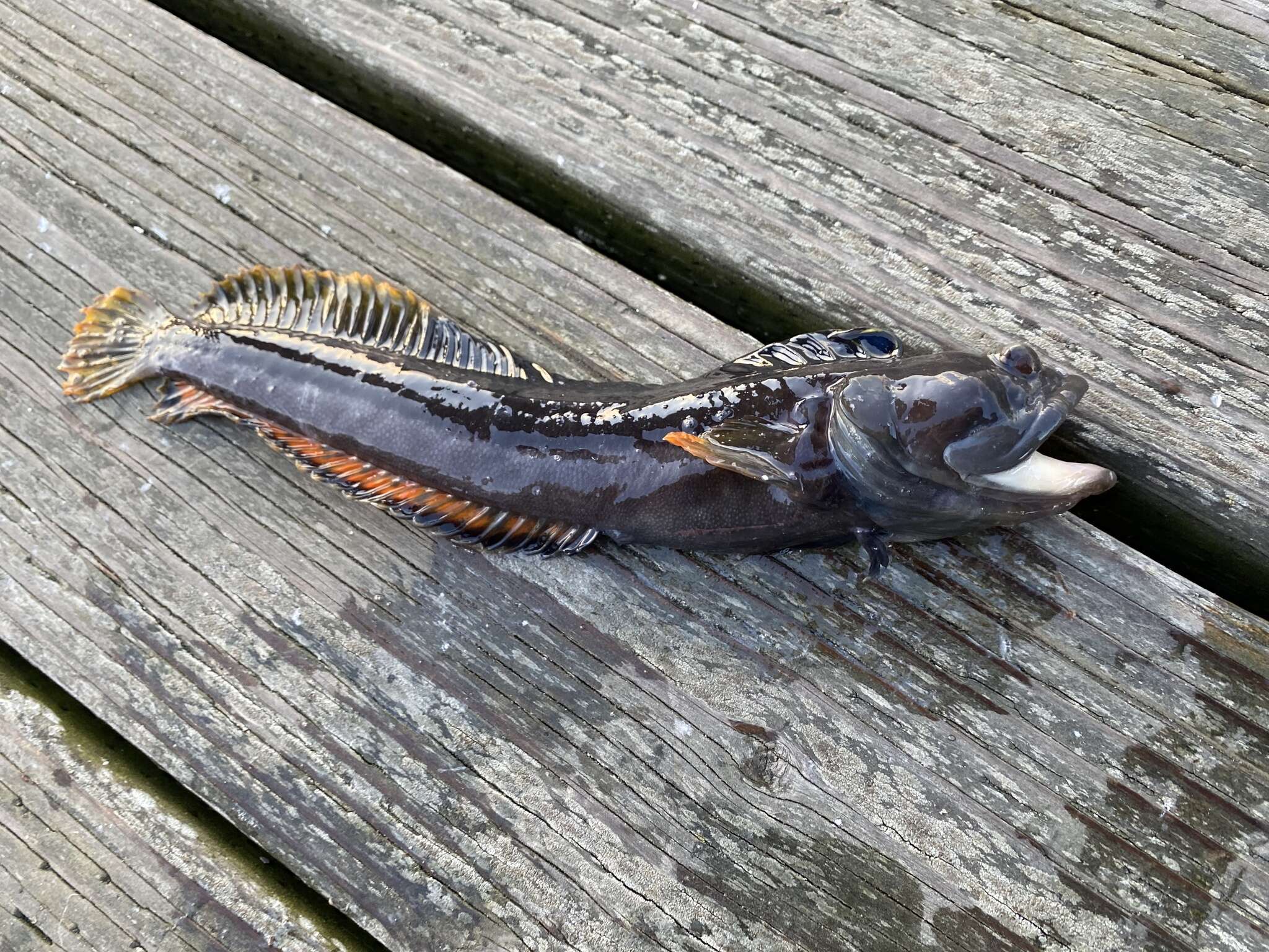 Image of One-Spot Fringehead