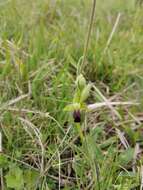 Image of Ophrys fusca subsp. fusca