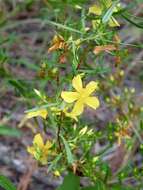 Hypericum galioides Lam.的圖片