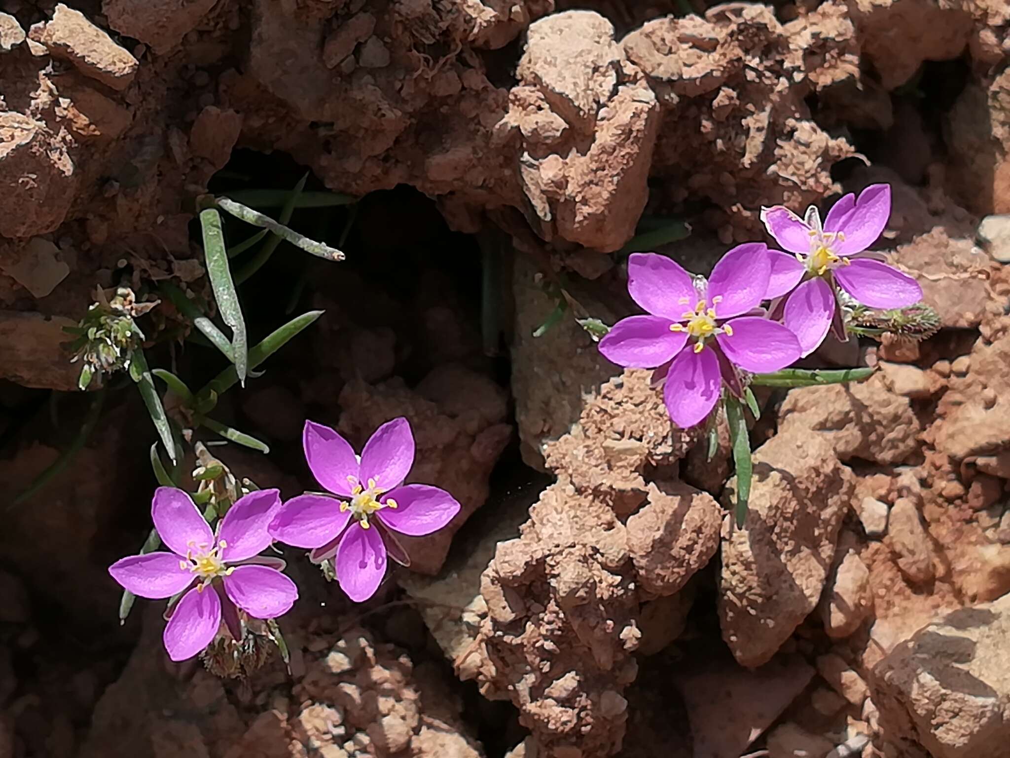 صورة Spergularia purpurea (Pers.) G. Don fil.