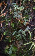 Image of Wright's Filmy Fern