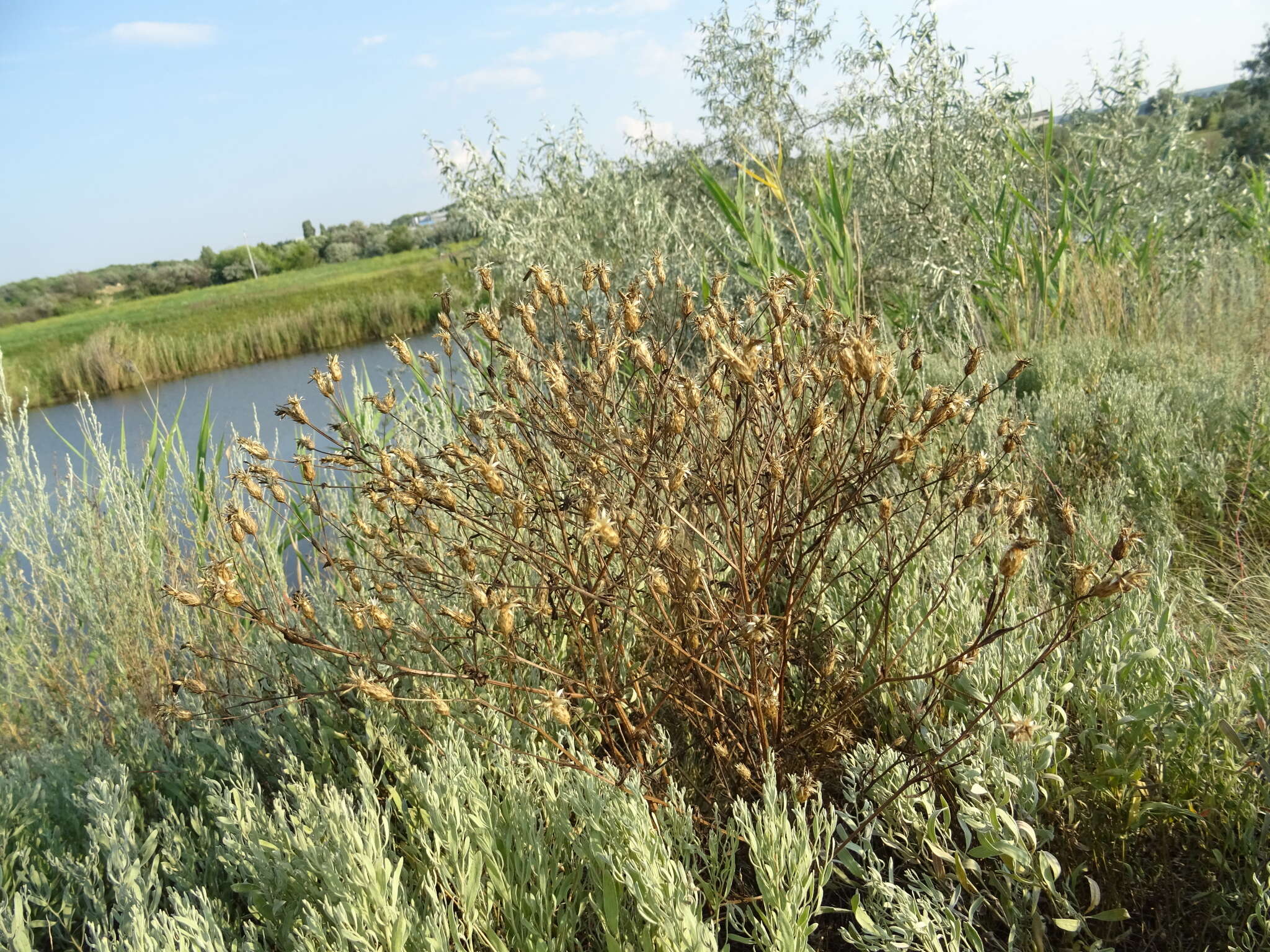 Plancia ëd Klasea erucifolia (L.) Greuter & Wagenitz