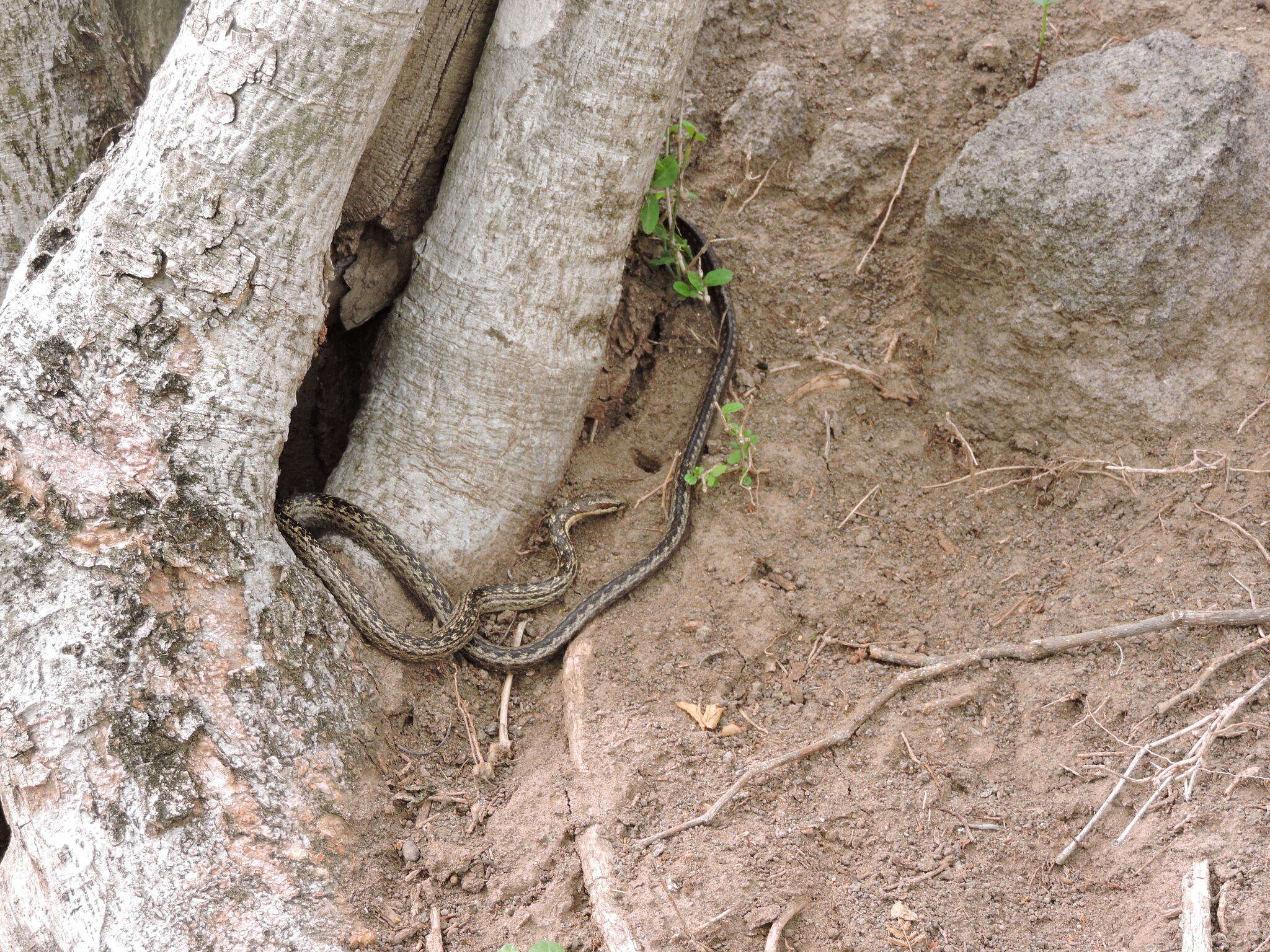 Image of Orange-bellied Racer