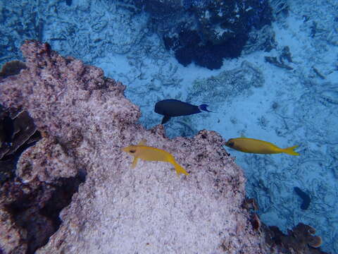 Image of Coral rabbitfish