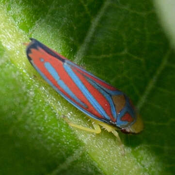 Graphocephala coccinea (Forster & J. R. 1771)的圖片