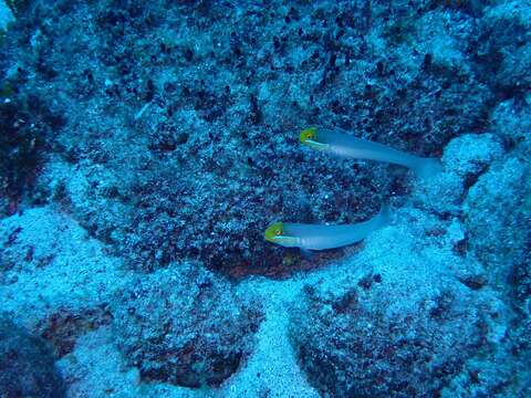 Image of Blueband goby