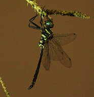 Image of Texas Emerald