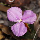 Image of Patersonia pygmaea Lindl.