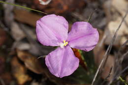 Image of Patersonia pygmaea Lindl.