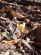 Image of dimpled troutlily