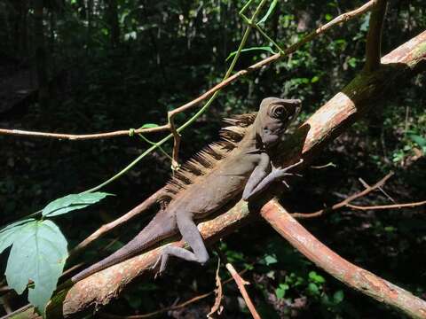 صورة Gonocephalus bornensis (Schlegel 1851)