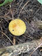 Image of Pholiota lucifera (Lasch) Quél. 1872