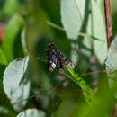 Imagem de Chrysops rufipes Meigen 1820