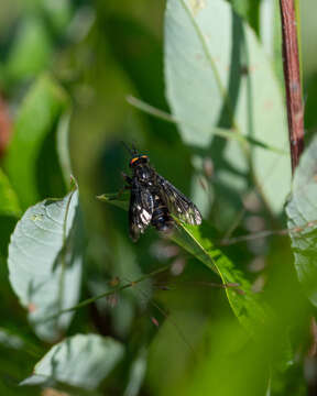 Imagem de Chrysops rufipes Meigen 1820