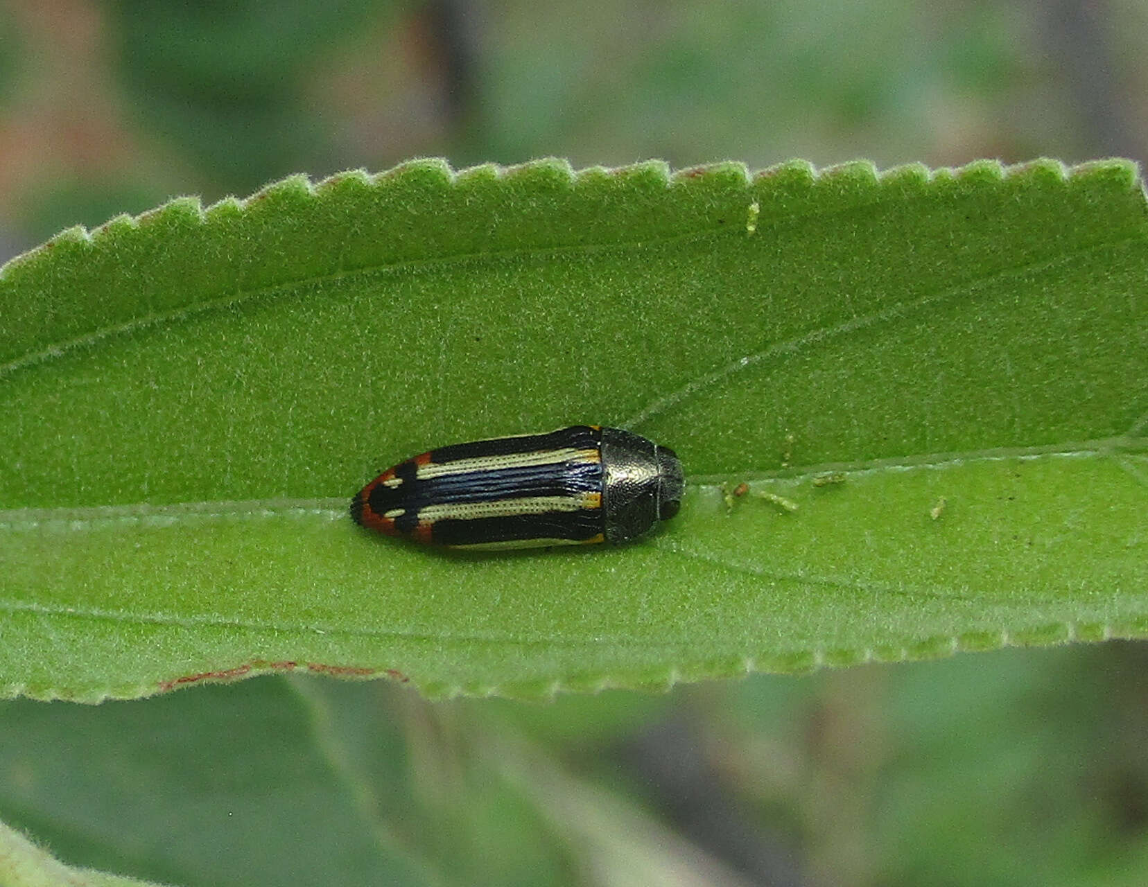 Image of Acmaeodera grata Fåhraeus ex Boheman 1851