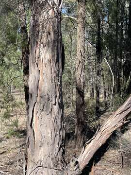 Image of Eucalyptus chloroclada (Blakely) L. A. S. Johnson & K. D. Hill