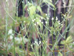 Image of coastal plain palafox