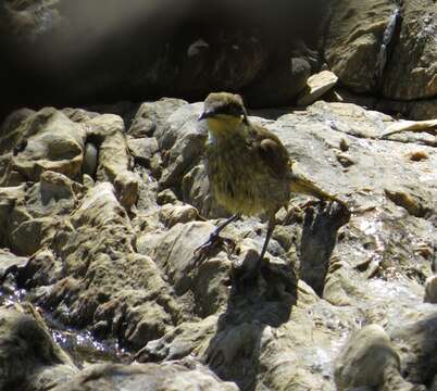 Image of Varied Honeyeater