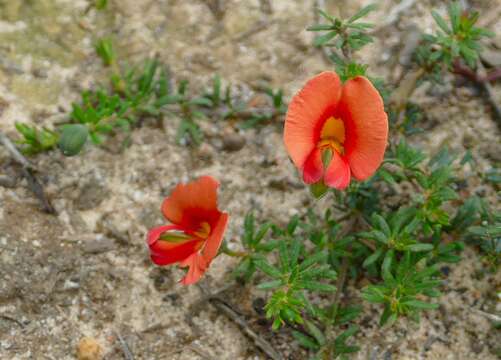 Image of Dwarf Wedge-pea