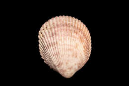 Image of Vasticardium assimile (Reeve 1844)