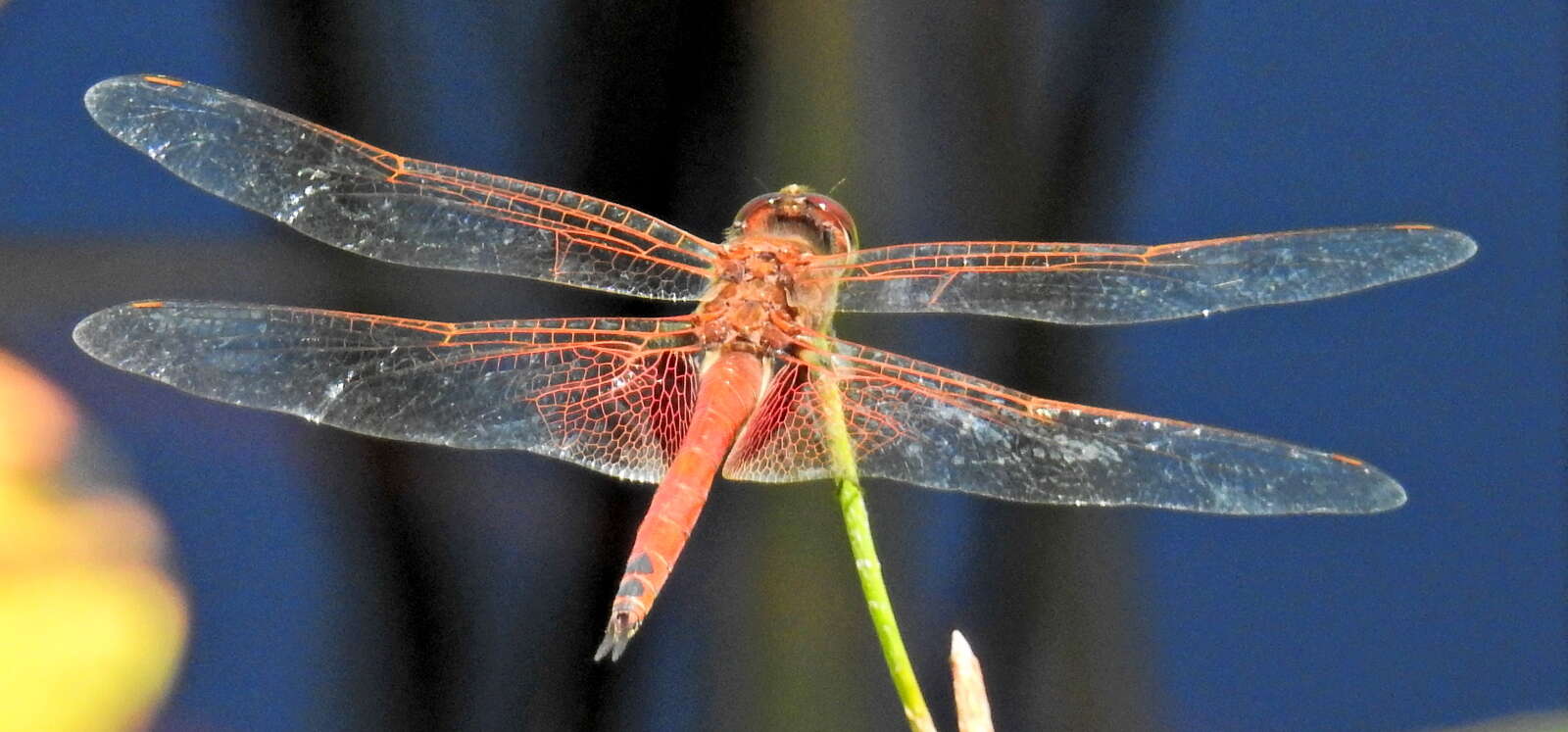 Tramea limbata (Desjardins 1835) resmi