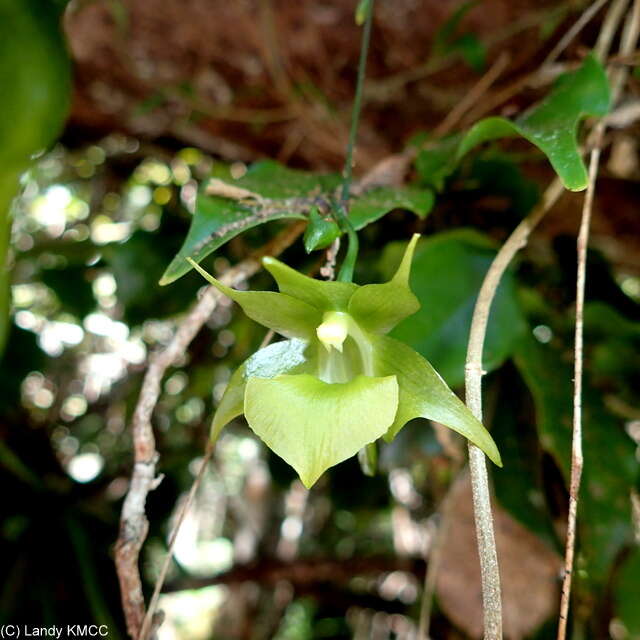 Imagem de Aeranthes ramosa Rolfe